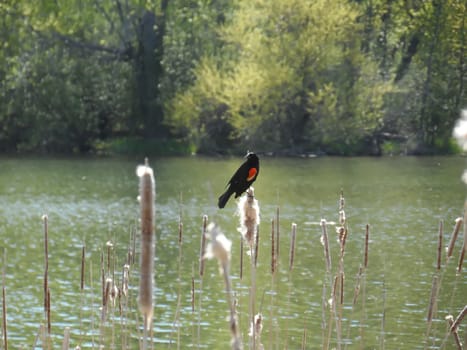 Red Winged Blackbird