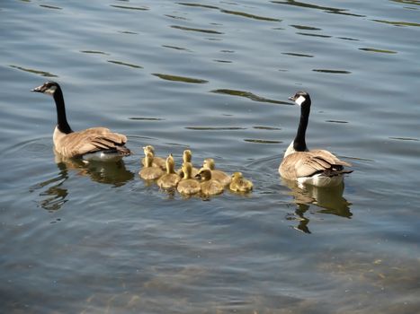 Flock of Geese Swimming