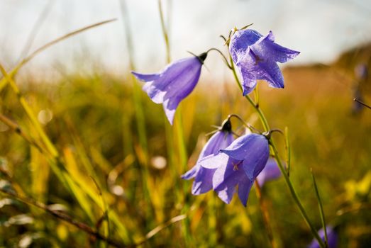 bellflower in the nature