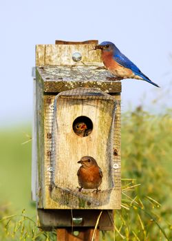 Eastern Bluebirds feeding their babies on a bright spring day