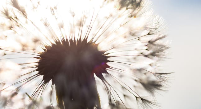 Silhouette of the head of seeds of the dandelion flower in the sunshine.
