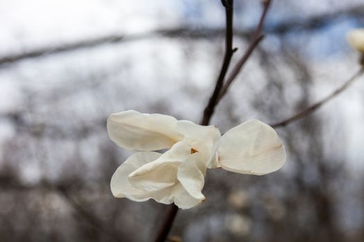 White flower of the magnolia tree in early spring.