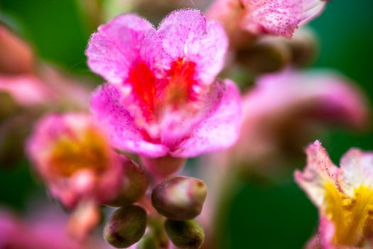 Closeup of pink flowers of the horse-chestnut tree.