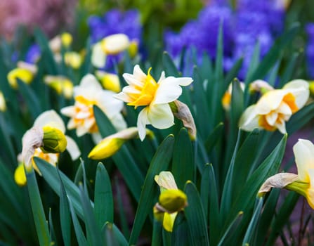 Romantic and delicate flower Narcissus in bloom