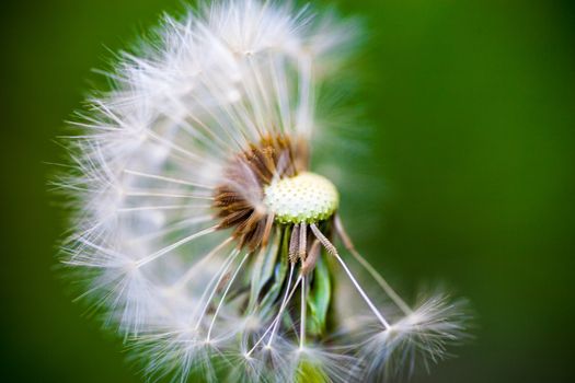 Dandelion flower with partly overblown seeds on the green background