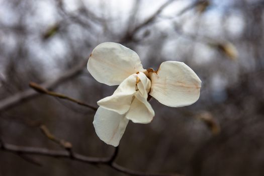 White flower of the magnolia tree in early spring.