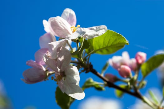Apple tree flowers against the blue sky background.