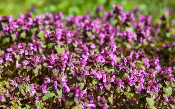 Lots of blooming dead nettles with purple flowers.