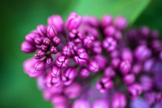 Closeup of the delicate buds of beautiful spring lilac flowers 