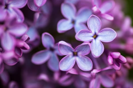 Closeup of beautiful and delicate spring lilac flowers 