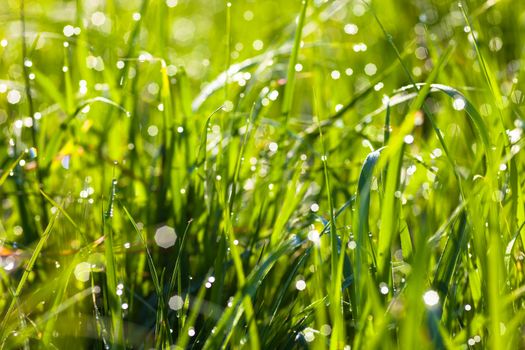 Dew drops on the green grass shining in the sun
