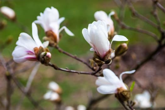 White flowers of the magnolia tree in early spring.