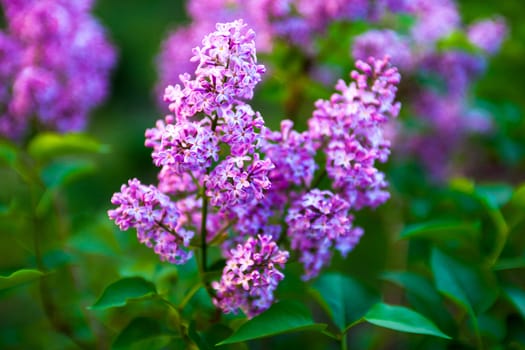 Branches of beautiful and delicate spring lilac flowers 