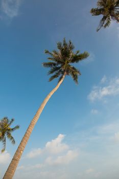 Beautiful palm trees on blue sky background, perfect vacation 