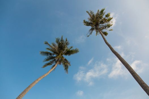 Coconut palm trees on blue sky background, low angle view 