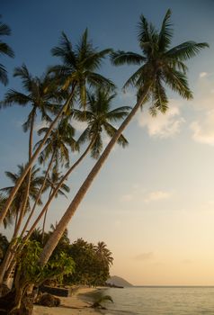 Beautiful tropical beach with palm trees in the evening 