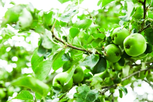 Young Green Apples in a tree during the Spring