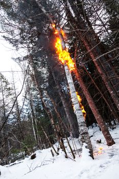 Tall Birch on Fire after after a Lightning