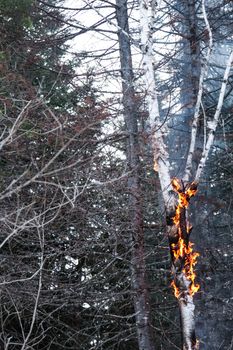 Tall Birch on Fire after after a Lightning