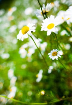 Detail of a beautiful Daisy Flower in Nature