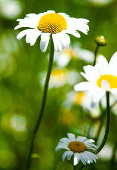 Detail of a beautiful Daisy Flower in Nature