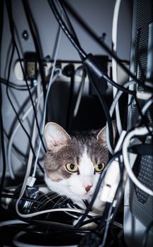 Cat behind a Computer into a mess of Electric Cables Risking his life !