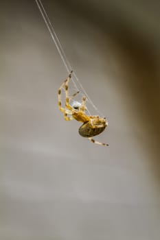 Macro of a Yellow Spider Working on a new Spiderweb