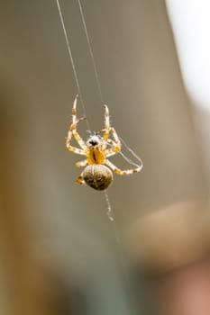 Macro of a Yellow Spider Working on a new Spiderweb