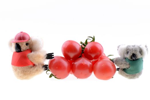 Toy koala collecting Cherry tomato on a white background