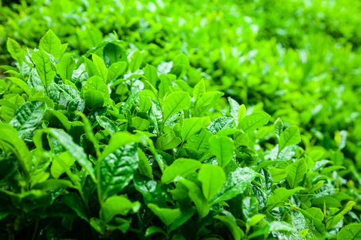 Tea plantation in Northern Turkey close-up