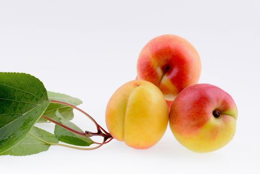 Ripe apricot closeup with green leaves on a white background