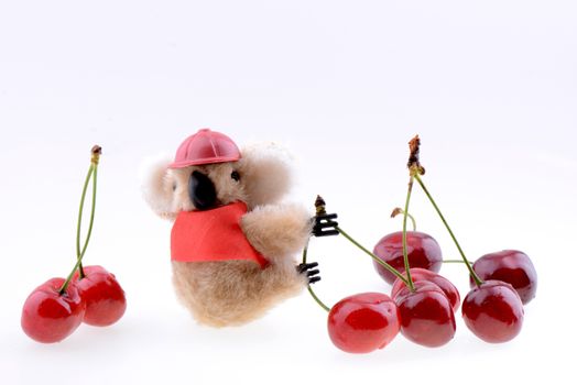 Toy koala collecting Sweet cherries isolated on a white background