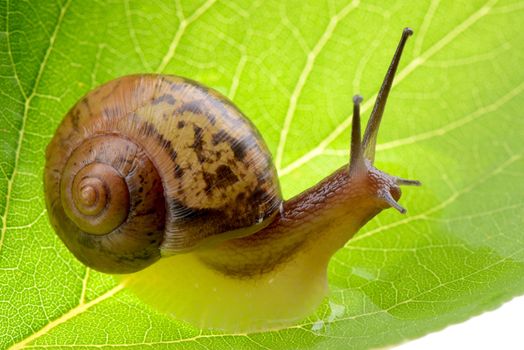 Small brown snail on a green leaf 