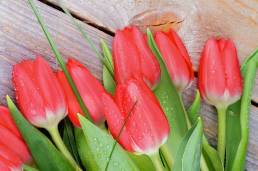 Heap of Beautiful Spring Red Tulips with Green Grass and Water Drops isolated on Rustic Wooden background