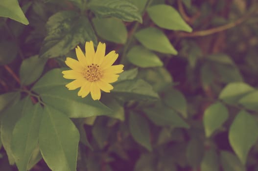 Wedelia trilobata is small yellow flower in garden vintage style.