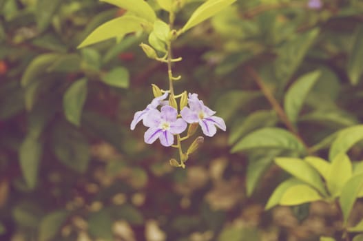 Duranta erecta or sky flower is small purple floral in garden vintage style.