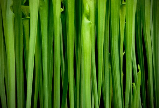 Close up of green plant stems