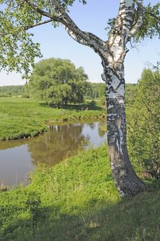 Birch tree on the steep bank of Koloksha river in spring time, Russia