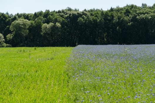 Agriculture blue cornflower flowers blooms field and green meadow near forest.