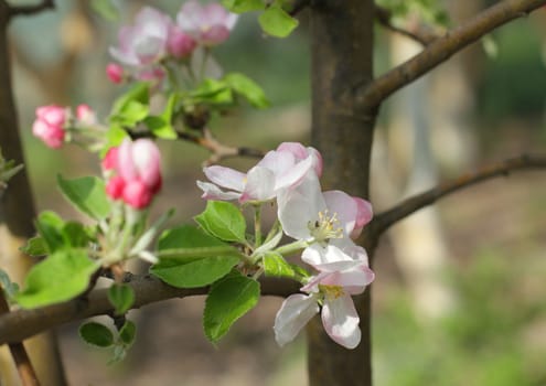 Blooming apple tree in the garden in spring
