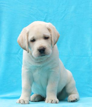 yellow labrador puppy sitting on blue background close up