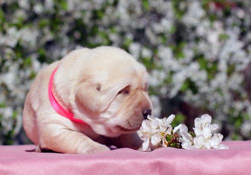 newborn happy yellow labrador puppy in spring