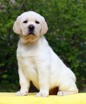 yellow labrador puppy sitting on yellow background