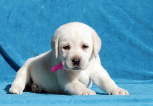 yellow labrador puppy sitting on blue background