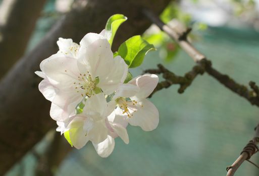 apple blossoms in spring in the garden