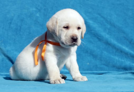 yellow labrador puppy sitting on blue background
