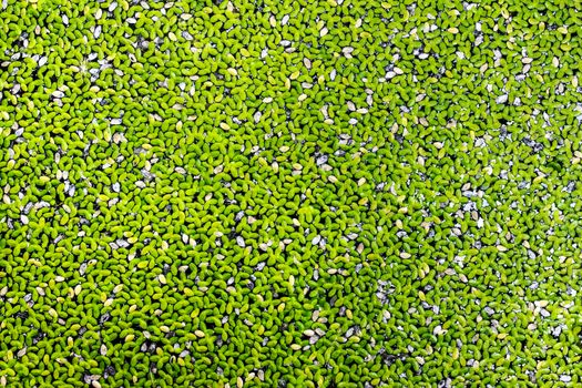 duckweed natural abstract background.