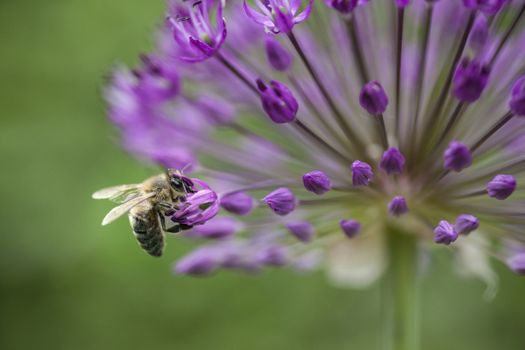 bee collecting nectar on purple flower of allium