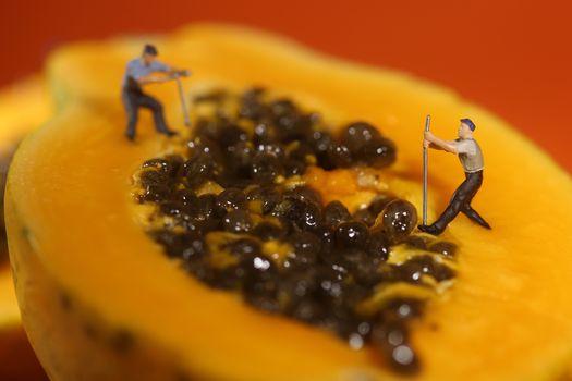 Miniature People Working on Papaya Fruit