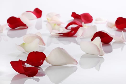 Lots of rose petals over white background